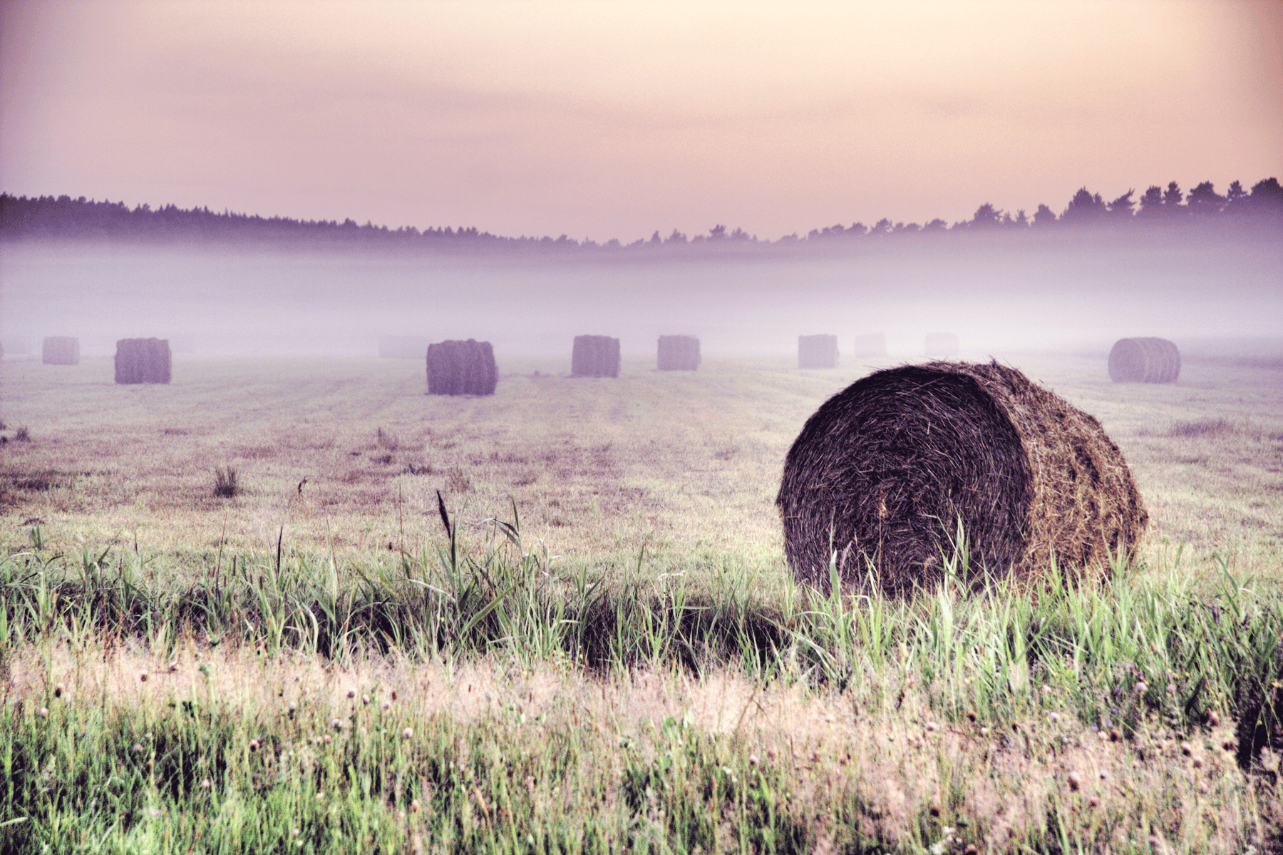 Field